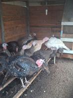 Kalkoenen, Dieren en Toebehoren, Pluimvee, Meerdere dieren, Kalkoen