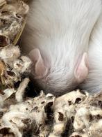 9 witte muisjes ongeveer 3 weken oud., Dieren en Toebehoren, Knaagdieren, Februari, Muis, Geslacht onbekend, Tam