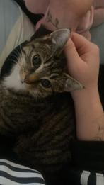 Kitten, Augustus, Vrouwelijk