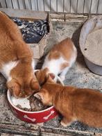 Kittens.   2 broertjes., Kater