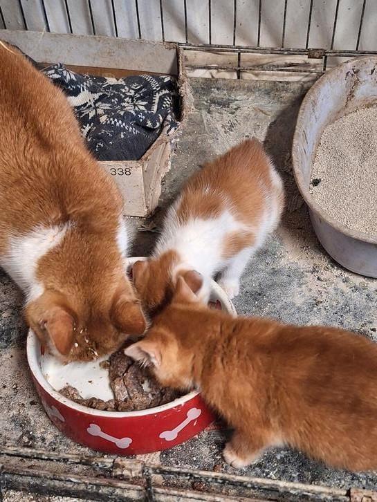 Kittens.   2 broertjes., Dieren en Toebehoren, Katten en Kittens | Overige Katten, Kater