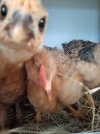 Mooie eastereggers kuikens, Dieren en Toebehoren, Pluimvee, Geslacht onbekend, Kip