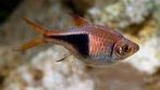 kegelvlekrasboras €2,50, Dieren en Toebehoren, Vis, Zoetwatervis