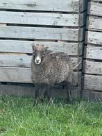 Ouessant schaap ram 2 mnd oud, Mannelijk, Schaap