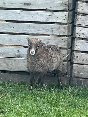 Ouessant schaap ram 2 mnd oud beschikbaar voor biedingen