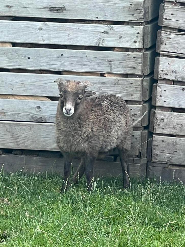 Ouessant schaap ram 2 mnd oud, Dieren en Toebehoren, Schapen, Geiten en Varkens, Schaap, Mannelijk