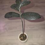 Zamioculcas zamiifolia 'Raven', Ophalen of Verzenden, Overige soorten, Halfschaduw, Minder dan 100 cm