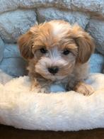 Beeldschone Maltipoo pups in abricot en crème kleuren., Poedel, Nederland, CDV (hondenziekte), 8 tot 15 weken
