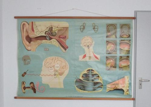 Wandkaart Hagemann - #5 Gehoor en het evenwichtsorgaan 1964, Antiek en Kunst, Antiek | Schoolplaten, Natuur en Biologie, Ophalen of Verzenden