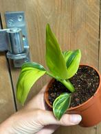 Strelitzia nicolai variegata plant aurea lemon lime yellow, Huis en Inrichting, Kamerplanten, Ophalen of Verzenden, Overige soorten
