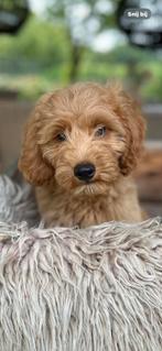 Labradoodle, Dieren en Toebehoren, Honden | Retrievers, Spaniëls en Waterhonden, Nederland, Overige rassen, CDV (hondenziekte)