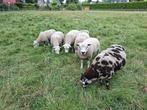 Texelaar Dekrammen  zwoeger en scrapie  vrij, Dieren en Toebehoren, Schapen, Geiten en Varkens, Mannelijk, Schaap, 0 tot 2 jaar