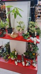 Heel veel verschillende (bijzondere) planten en stekjes!, Ophalen, Overige soorten, Minder dan 100 cm