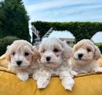 Maltipoo pups, Dieren en Toebehoren, Nederland, 8 tot 15 weken, Meerdere, Meerdere dieren