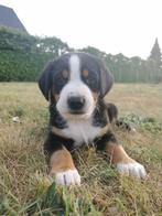 Zwitserse Sennenhond pups x Appenzeller, Dieren en Toebehoren, Honden | Dekreuen, Rabiës (hondsdolheid), 8 tot 15 weken, Meerdere dieren