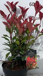 Photinia fraseri 'Little Red Robin', Volle zon, Vaste plant, Bloeit niet, Ophalen