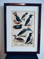 Litho Floericke Alk Zeekoet Papegaaiduiker Krabbeneter 1922, Ophalen of Verzenden