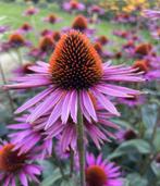 Echinacea / Zonnehoed paars, Volle zon, Vaste plant, Zomer, Ophalen