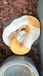 Albino piebald (pied) man 2024 ball python, Dieren en Toebehoren, Reptielen en Amfibieën, Slang, 0 tot 2 jaar