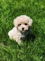 Bij ons geboren Maltipoo pupjes, Dieren en Toebehoren, Honden | Niet-rashonden, België, CDV (hondenziekte), 8 tot 15 weken, Meerdere