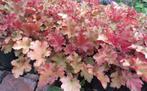 Vaste plant : Heuchera Marmalade 3 euro, Vaste plant, Halfschaduw, Zomer, Ophalen