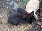 2 zwarte konijnen, Dieren en Toebehoren, Meerdere dieren
