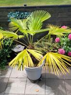 Trachycorpus Latan Palm, Overige soorten, Volle zon, Vaste plant, Ophalen of Verzenden