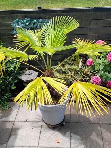 Trachycorpus Latan Palm beschikbaar voor biedingen