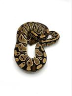 0.1 special het clown