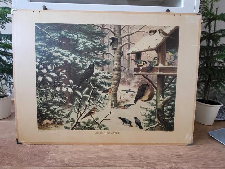 Schoolplaat Koekkoek - Vogels in de Winter, Antiek en Kunst, Antiek | Schoolplaten, Natuur en Biologie, Ophalen