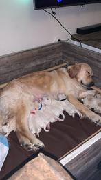 Golden retriever pups. Nog 1 reutje beschikbaar, Particulier, Meerdere, Golden retriever, 8 tot 15 weken
