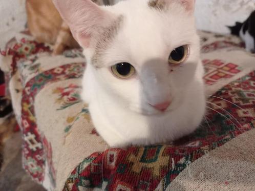 Jarela, Blanka gered uit een kattencolonie, 10-03-2021, Dieren en Toebehoren, Katten en Kittens | Overige Katten, Kortharig, Poes