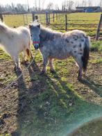 Zwart panter bond hengstje nmprs, Dieren en Toebehoren, Hengst