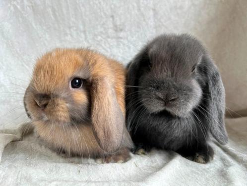 Bijzonder mooi lief handtam koppeltje Minilop konijntjes, Dieren en Toebehoren, Konijnen, Klein, Meerdere dieren, 0 tot 2 jaar