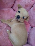 Chihuahua pup, Dieren en Toebehoren, 8 tot 15 weken, Teef, Eén hond, Chihuahua