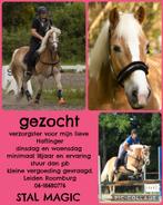 Verzorgster gezocht voor Haflinger, Ophalen of Verzenden