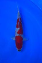 Odakan HQ Goshiki koi karper | Koikarpers  | Nisai vissen, Karper of Koi