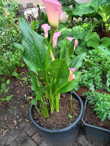 calla planten beschikbaar voor biedingen