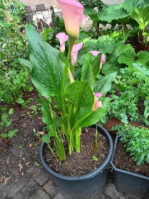 calla planten, Tuin en Terras, Planten | Tuinplanten, Vaste plant, Overige soorten, Volle zon, Zomer, Ophalen