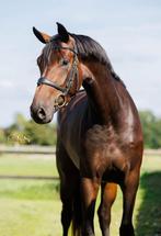 Gave en eerlijke 3 jarige Dressuur merrie van Just Wimphof, Dieren en Toebehoren, Paarden, Merrie, Dressuurpaard, Zadelmak, 3 tot 6 jaar