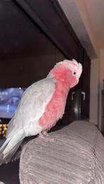 Rosé kaketoe, Mannelijk, Papegaai, Tam