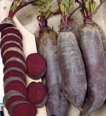 Zaden Rode biet cylindra - Beta vulgaris var. conditiva  beschikbaar voor biedingen