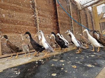 Indische Loopeenden | Groot aanbod in verschillende kleuren beschikbaar voor biedingen