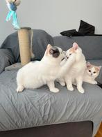 Ketten Met Stamboom, Dieren en Toebehoren, Katten en Kittens | Overige Katten, Meerdere dieren, Langharig, 0 tot 2 jaar