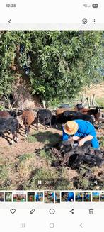 Wol , mooi én schoon van zwartbles schaap, Ophalen, Nieuw