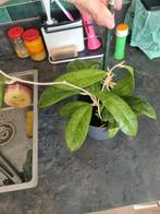 Hoya finlaysonii laila, Ophalen of Verzenden, Overige soorten, Minder dan 100 cm