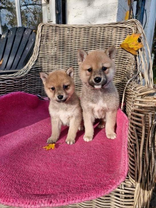 Shiba inu pups leuke pups, Dieren en Toebehoren, Honden | Poolhonden, Keeshonden en Oertypen, Meerdere dieren, Overige rassen