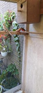 Turquoisine parkiet., Dieren en Toebehoren, Mannelijk, Parkiet