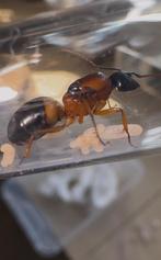 Camponotus consobrinus, Mieren