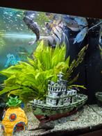 2 maanvissen, grote en kleine, Dieren en Toebehoren, Ophalen